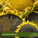 Семена подсолнечника НСХ 6012 ЮГ Агрохим