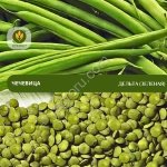 Семена чечевицы Дельта (зеленая)