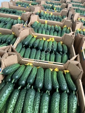 Огурец тепличный колючий короткоплодный Валигора