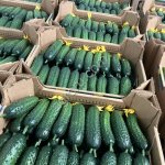 Огурец тепличный колючий короткоплодный Валигора