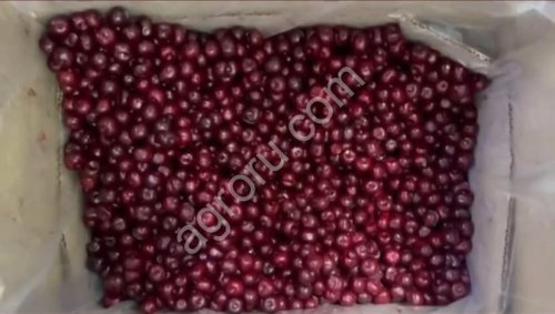 Замороженная вишня с косточкой