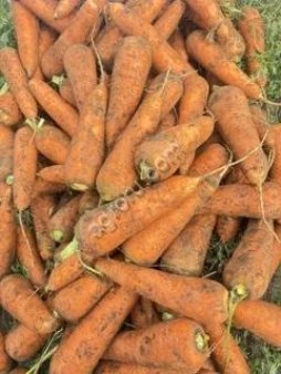 Морковь столовая Кордоба оптом
