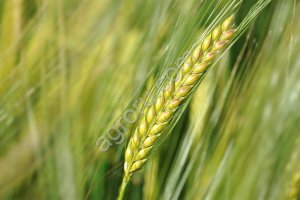 Семена ячменя ярового