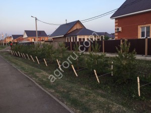 Дмитрий Владимирович Цыбульский