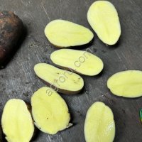 Картофель Коломба
