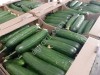 Огурцы Мева Беларусь