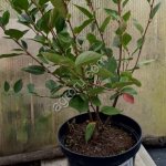 Кизильник блестящий