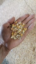 Кукурузная фуражная