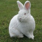 Мясо КРОЛИКА:тушки, полутуши, части, субпродукты охл/зам.