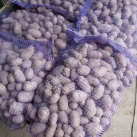 семенной картофель