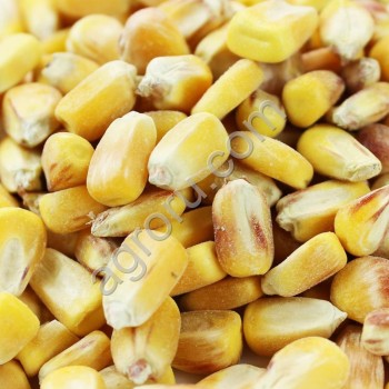 <span>кукуруза</span>