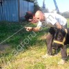 Электропастух