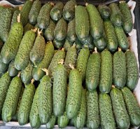 Огурцы свежие