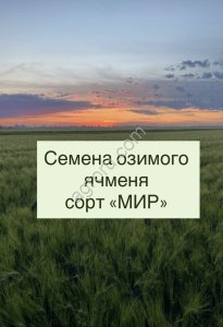 Семена ячменя   Маруся, Ерёма, Виват