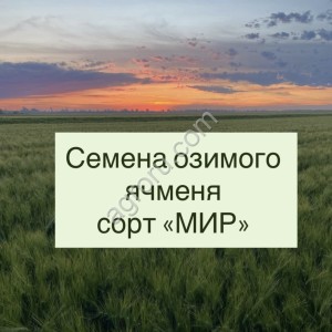 Семена ячменя   Маруся, Ерёма, Виват