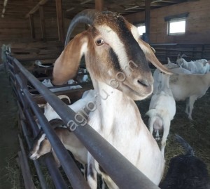Зааненские и нубийские козы