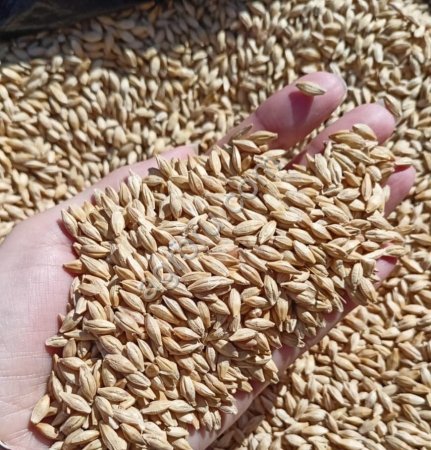 Ячмень фуражный