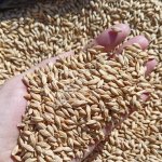 Ячмень фуражный