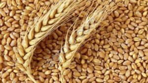 Пшеница фуражная