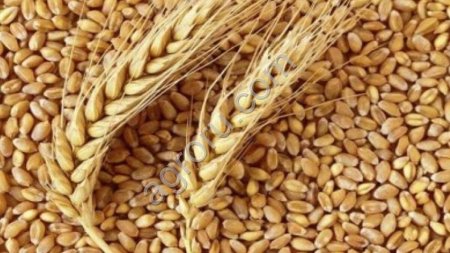 Пшеница фуражная