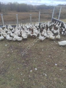 Гусь домашний живой