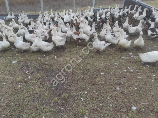 Гусь домашний живой