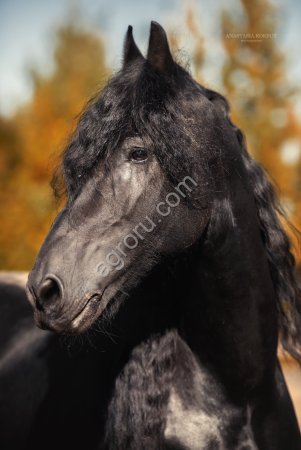 Шикарный Фриз