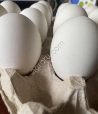 Инкубационное яйцо гуся Линда