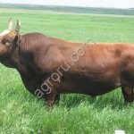 КРС: Быки, Бычки, Телочки