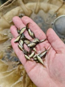 Личинка карпа подрощенная