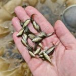 Личинка карпа подрощенная