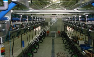 Доильный зал тип Елочка 2х12 с системой управления стадом + 200 транспондеров (индивидуальный учет