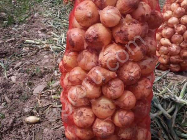 Лук репчатый