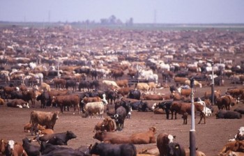 В Кыргызстане необходимо укрупнять фермерские хозяйства