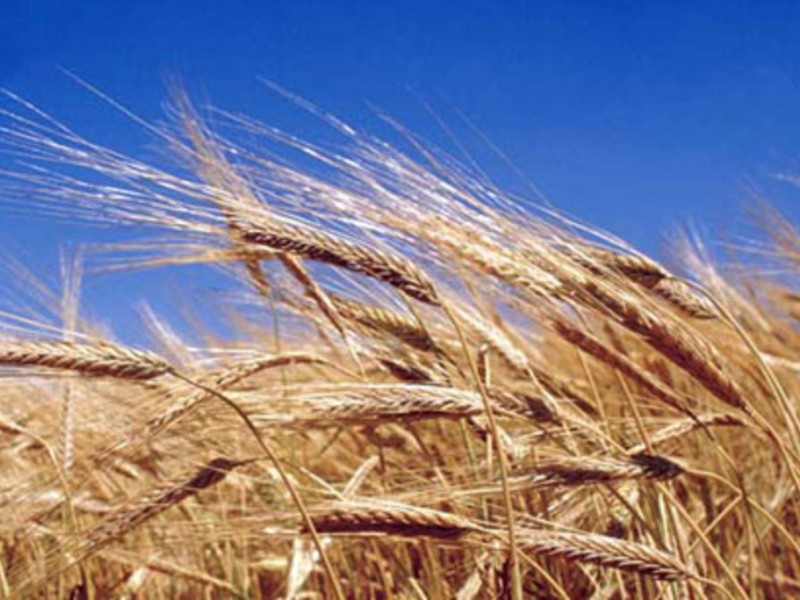 Strategie Grains снижает июльские прогнозы производства зерна Евросоюзом