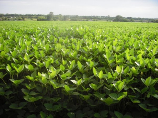 Китай: в феврале импорт сои существенно сократится