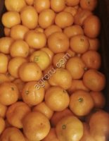 Мандарины оптом