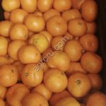 Мандарины оптом