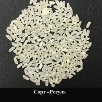 Рис сорта Регул, Камолино