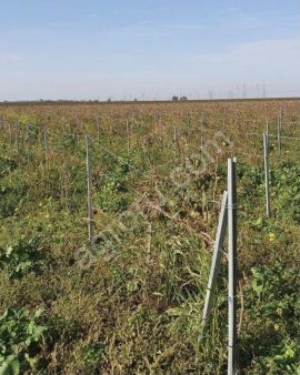 Столб шпалерный оцинкованный якорный(концевой)