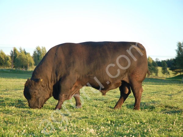 Быки живым весом