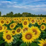 Подсолнечник