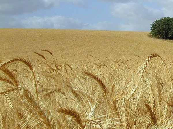 Российская пшеница никому не нужна
