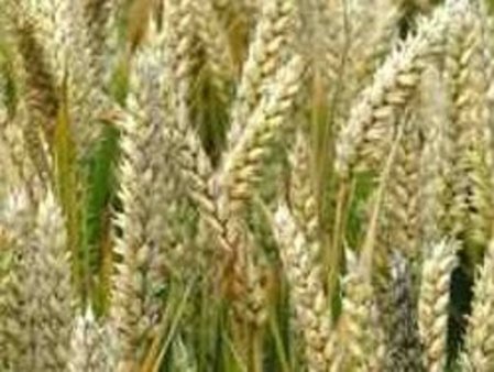 Иран: Импорт пшеницы