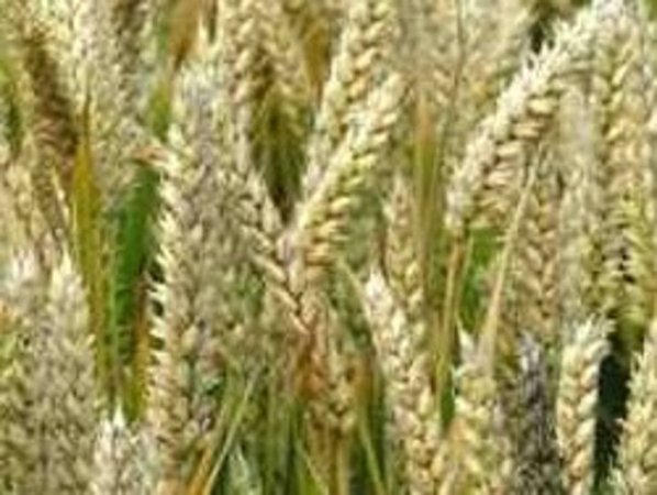 Иран: Импорт пшеницы