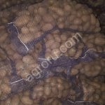 Картофель продовольственный,семенной оптом от 20 тонн.