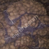 Картофель продовольственный, семенной оптом от 20 тонн.