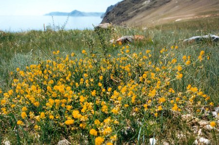 В Брянский регион завезли засоренные семена