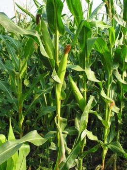 USDA: посажено всего 3% кукурузы