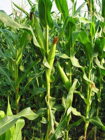 USDA: посажено всего 3% кукурузы
